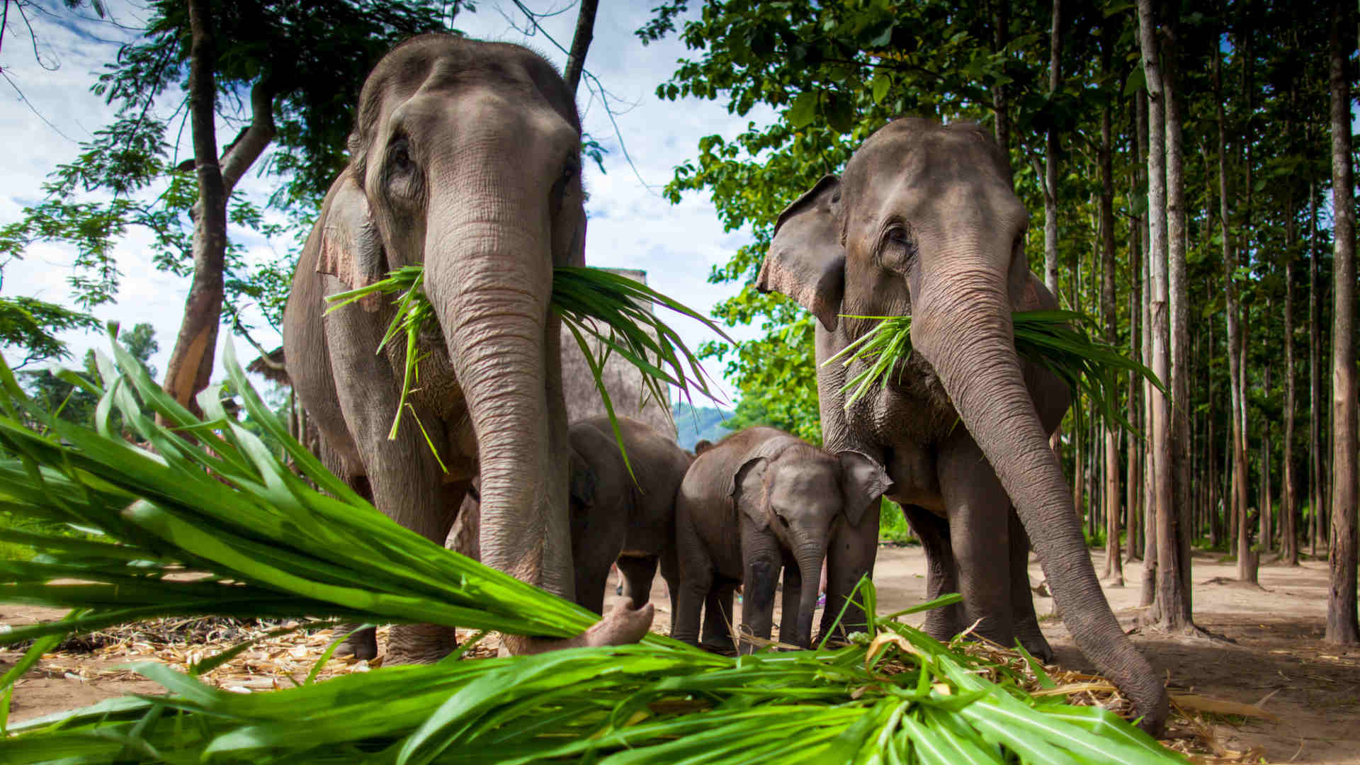 Elefanten in Thailand